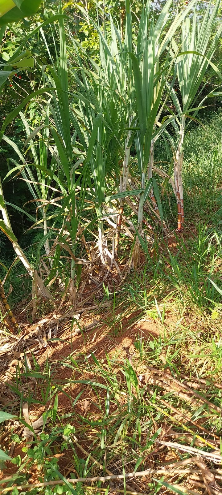 Plantação de Canas - Parte 1