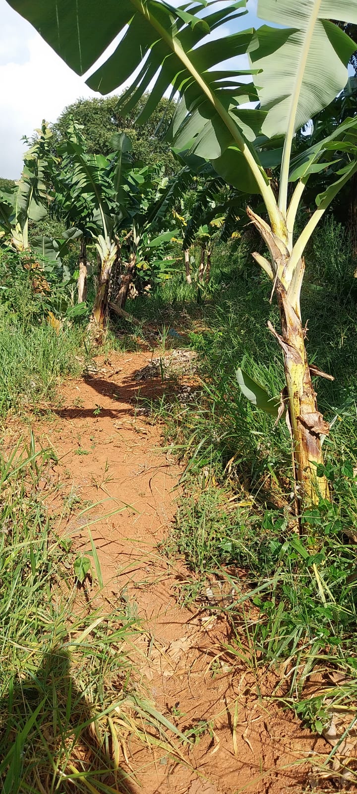 Plantação de Bananas