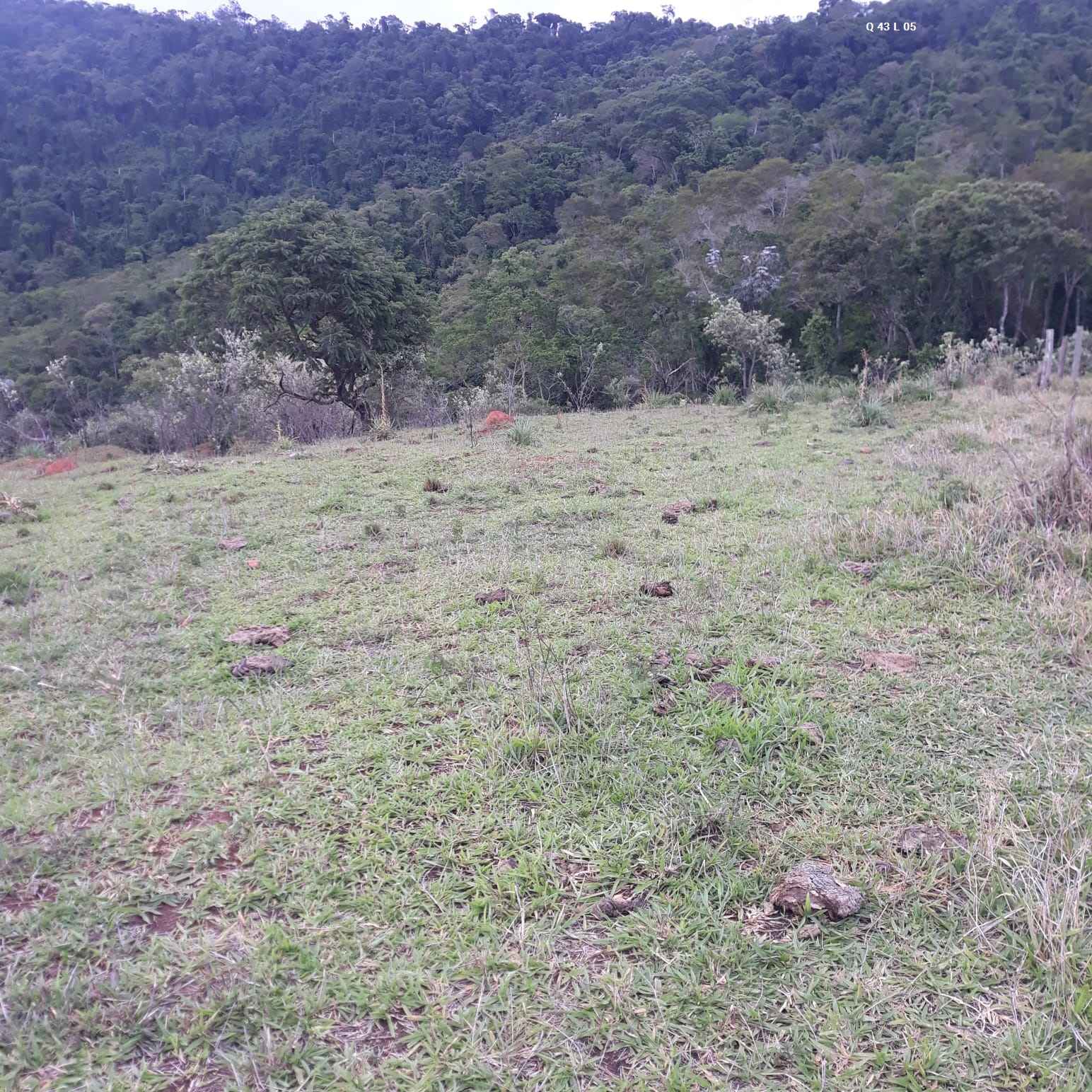 Vista para a Floresta