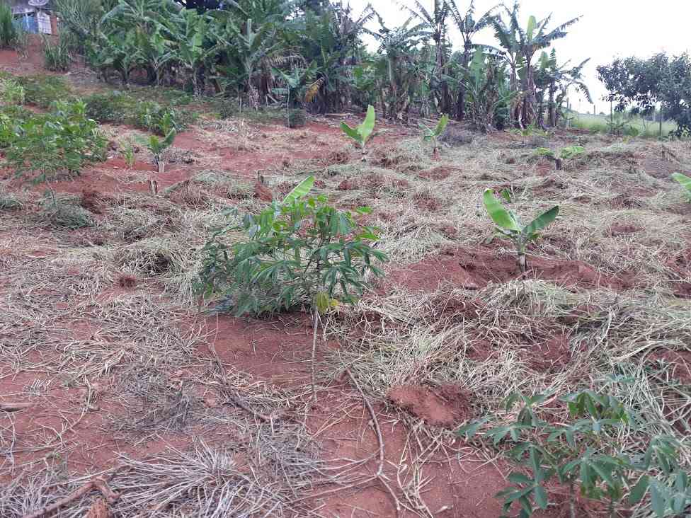Terreno Limpo e Plantação