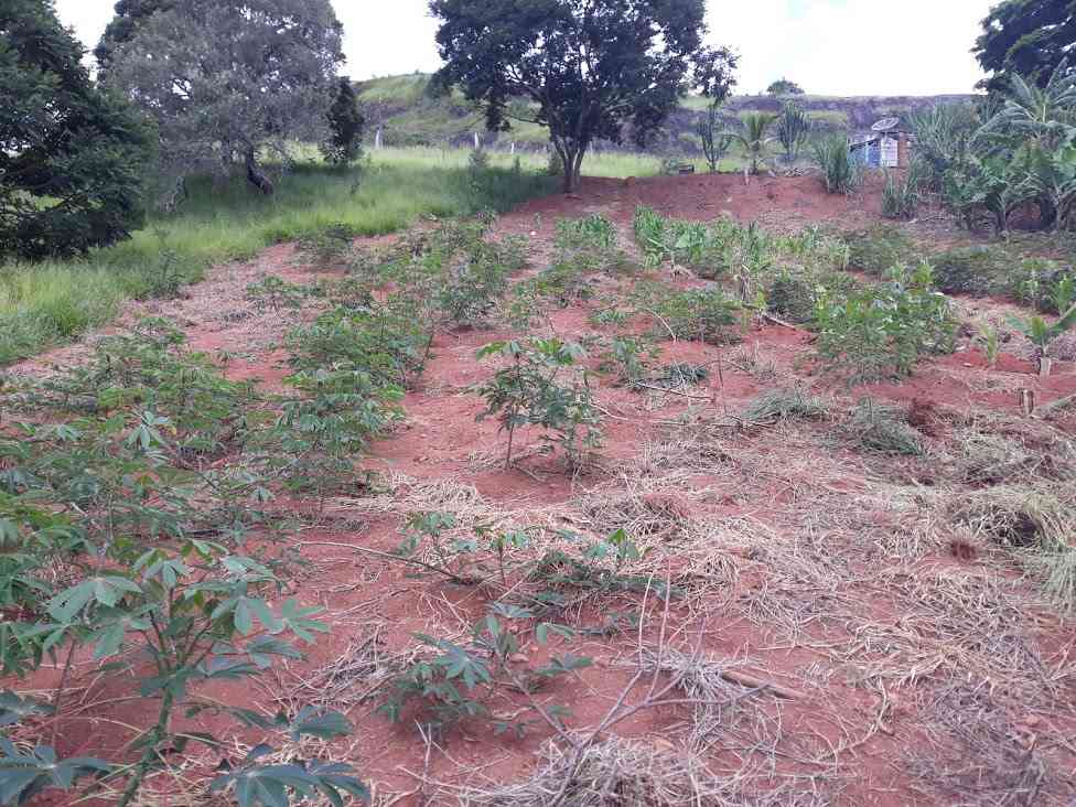 Terreno e Plantação de Mandioca