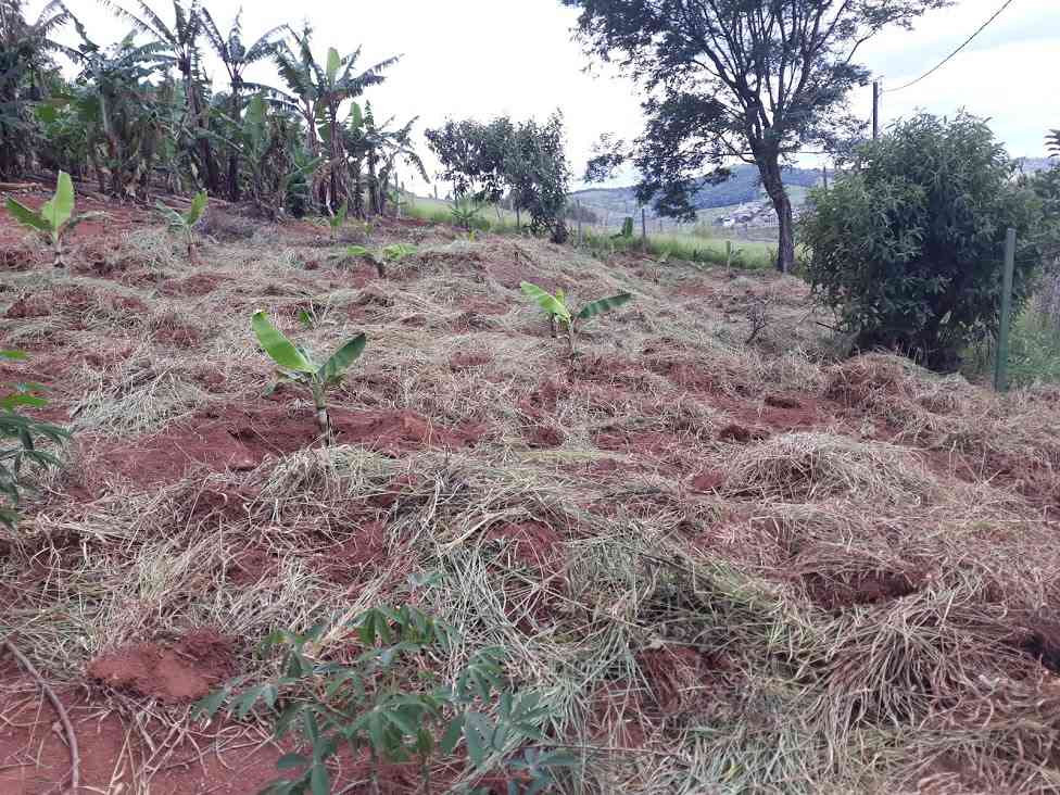 Terreno Limpo e Plantação Nova