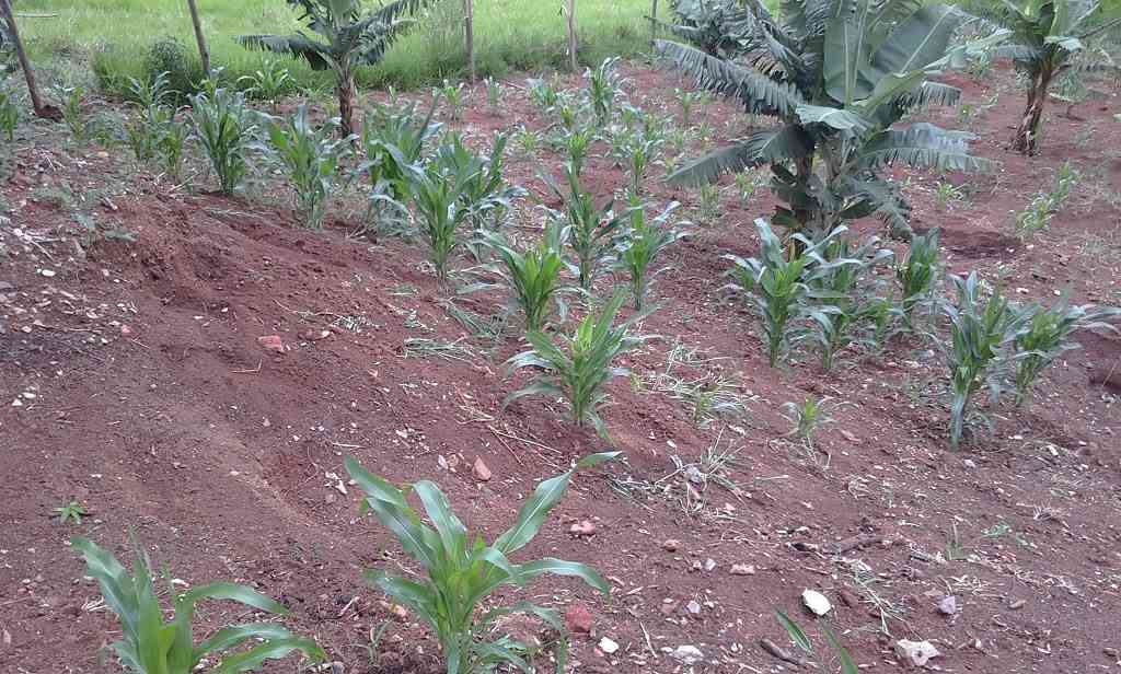 Terreno com Plantação de Milho