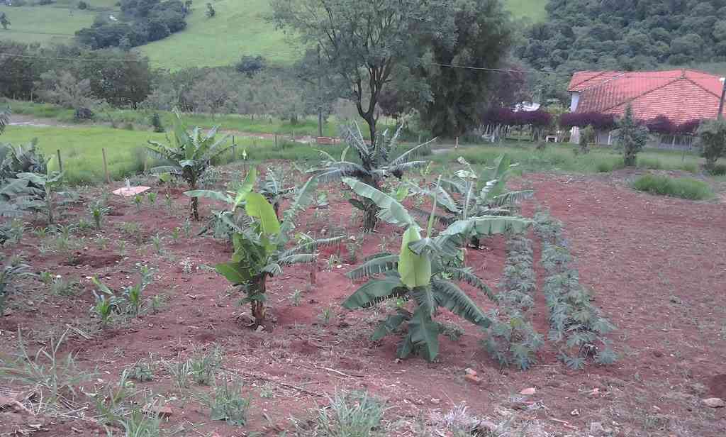 Terreno parte do meio e Milho