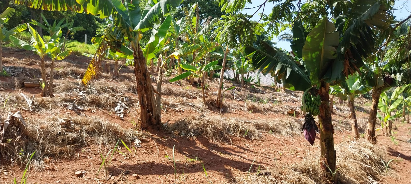 Plantação de Frutas e Bananas - Parte 3