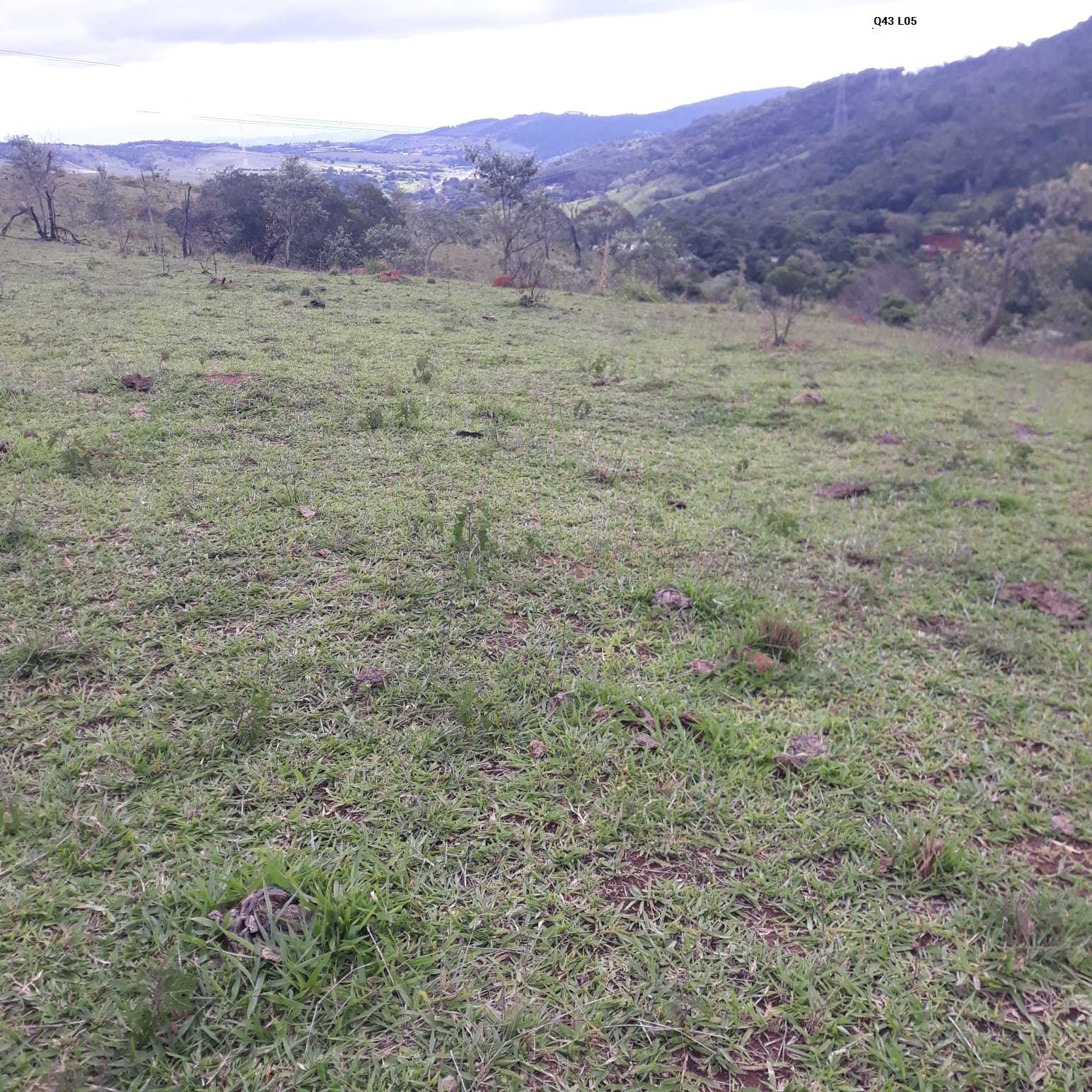 O Terreno com vista para floresta