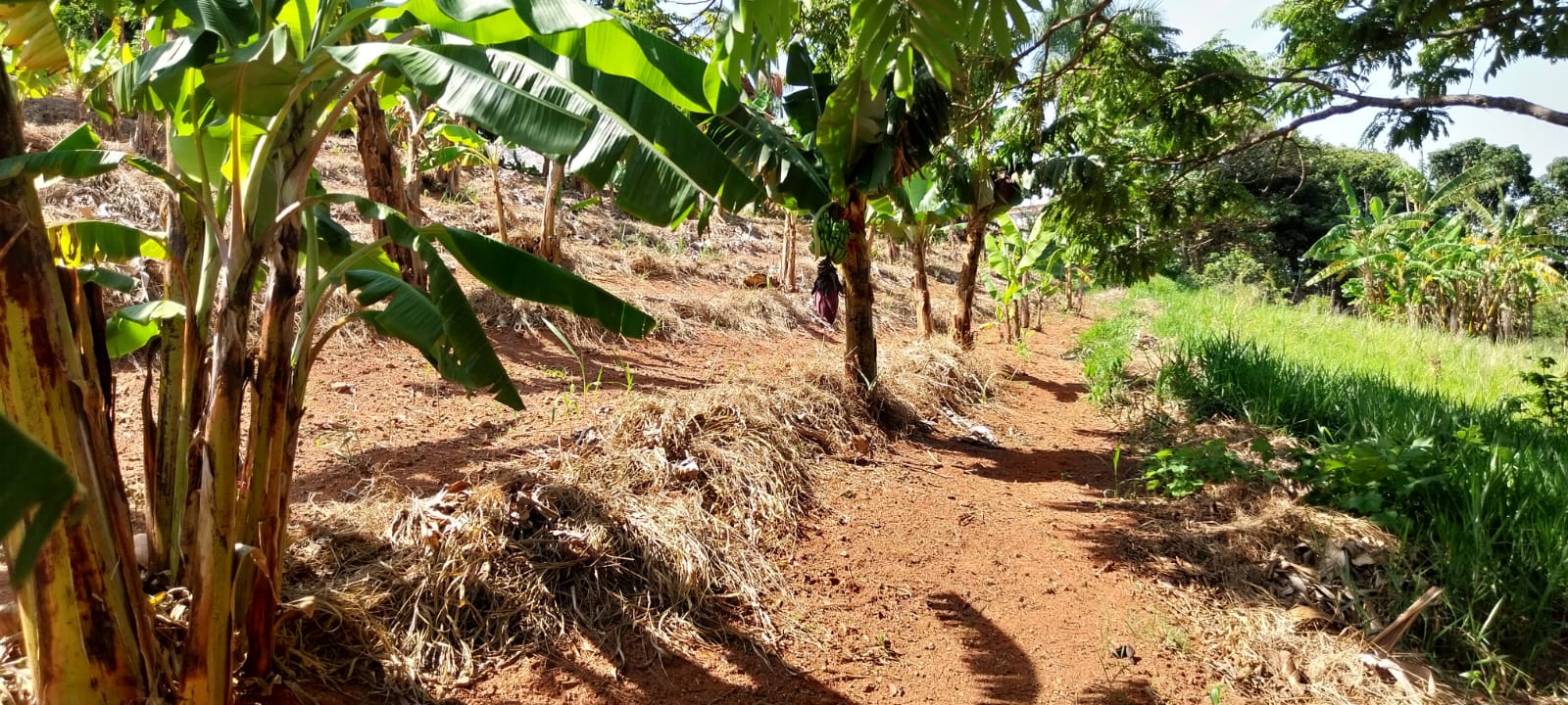 Plantação de Frutas e Bananas - Parte 2