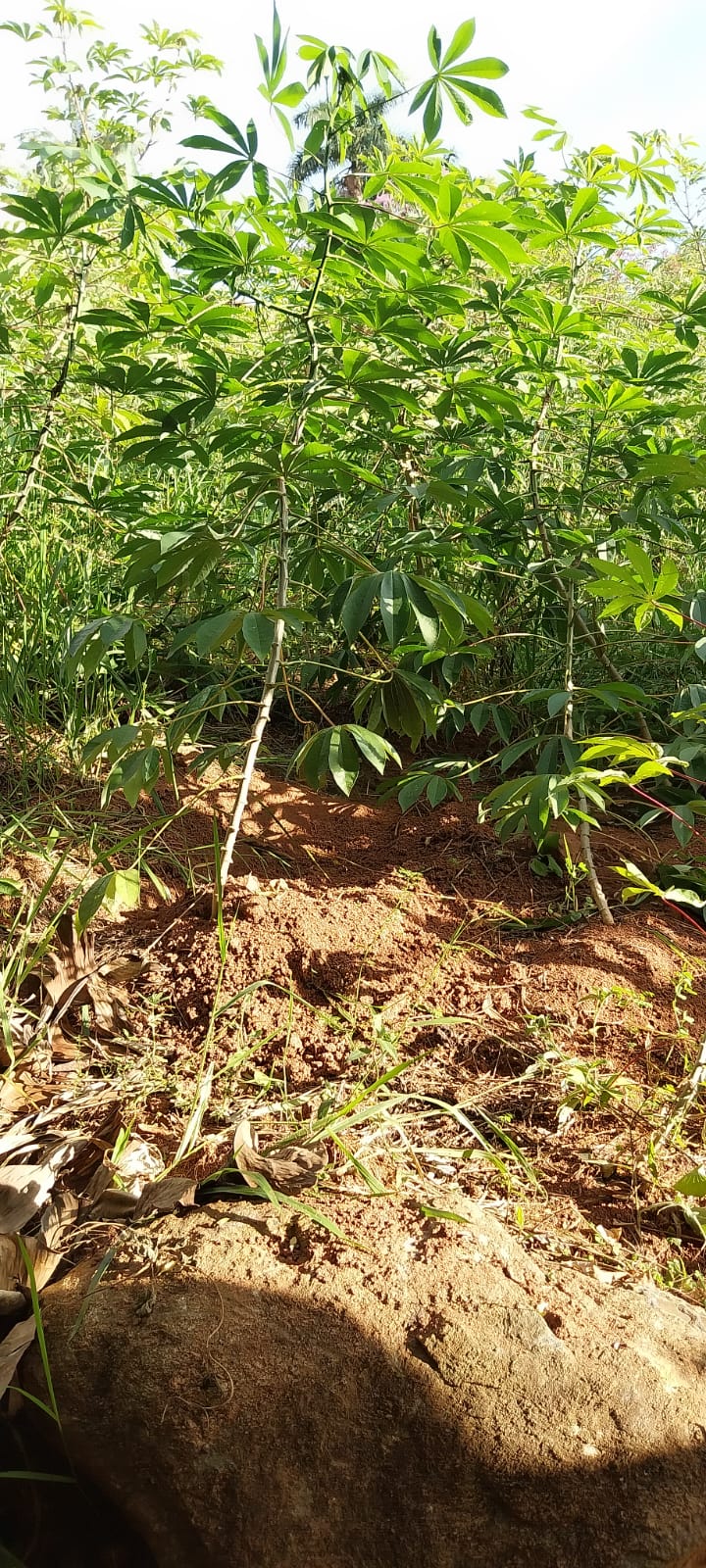 Plantação de Mandióca