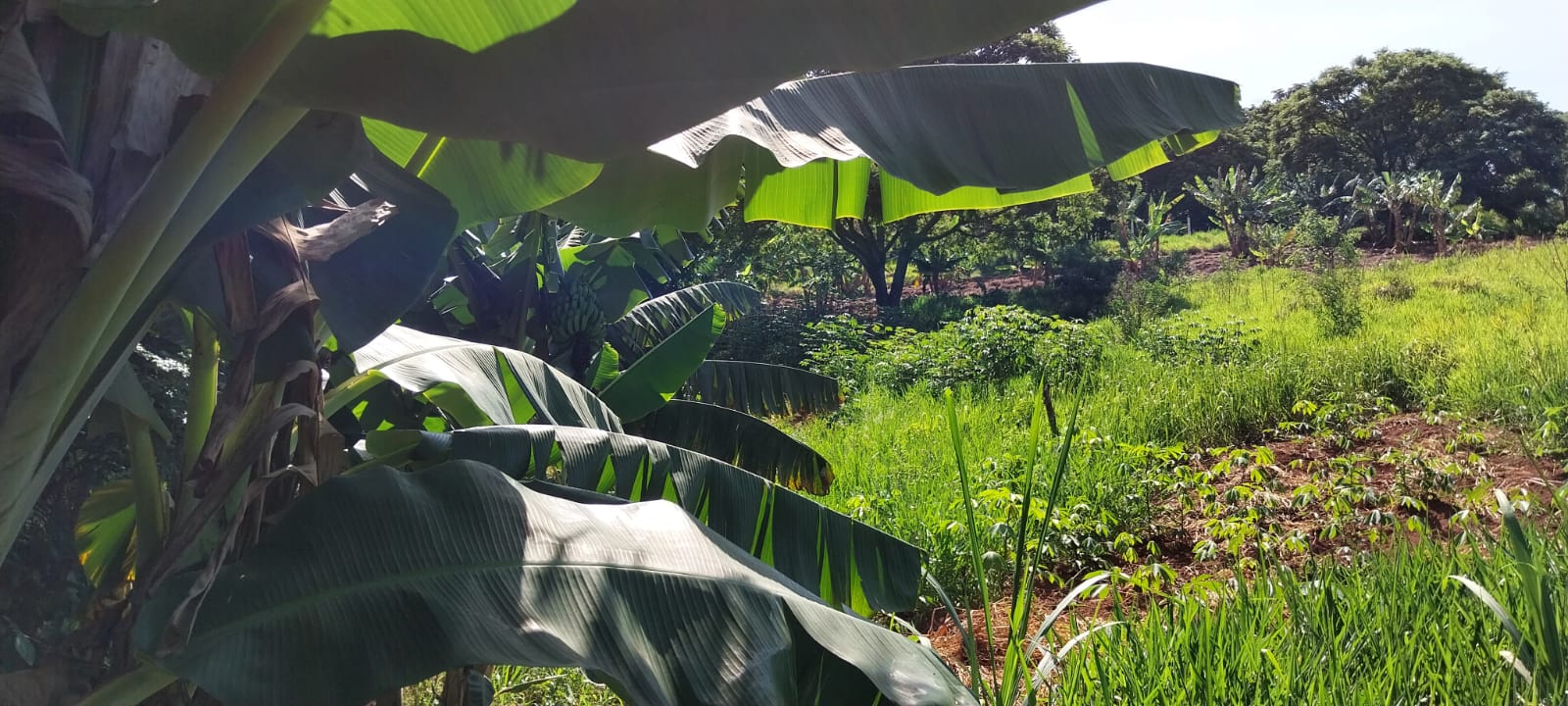 Plantação de Frutas e Bananas - Parte 2