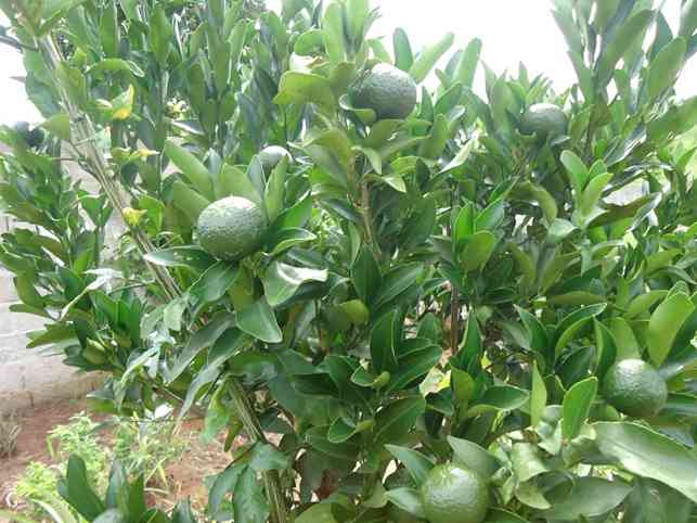 TERRENO EM GUARAREMA - REF.:3095-3